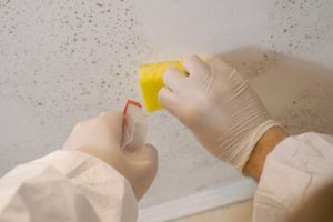 Mold Inspection
